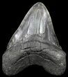 Fossil Megalodon Tooth - Monster Meg Tooth #56465-1